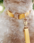 Dandelion Yellow Dog Collar | Waterproof Quick Release Collar | Available in 3 Sizes | Durable Dog Collars | Shop Sunny Tails