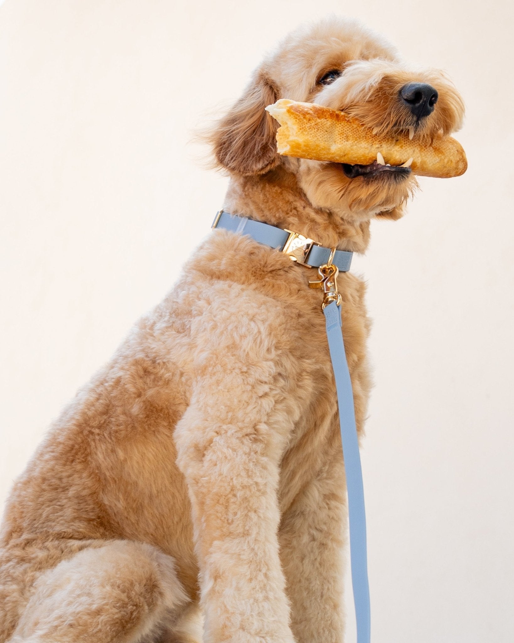 Malibu Blue Waterproof Dog Collar - SUNNY TAILS