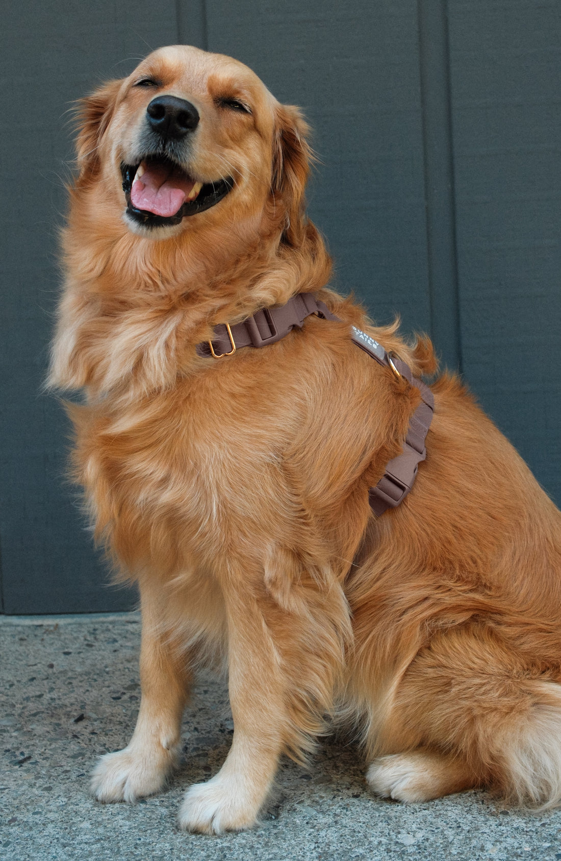 Espresso Brown 4-in-1 Convertible Hands Free Cloud Dog Leash | Multifunctional, Waterproof, and Lightweight Dog Leash | No Pull Dog Harness | Snap Dog Treat Pouch | Dog Waste Poop Bag Dispenser