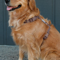 Espresso Brown 4-in-1 Convertible Hands Free Cloud Dog Leash | Multifunctional, Waterproof, and Lightweight Dog Leash | No Pull Dog Harness | Snap Dog Treat Pouch | Dog Waste Poop Bag Dispenser