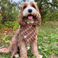 Woodland Wander Plaid Frayed Dog Bandana