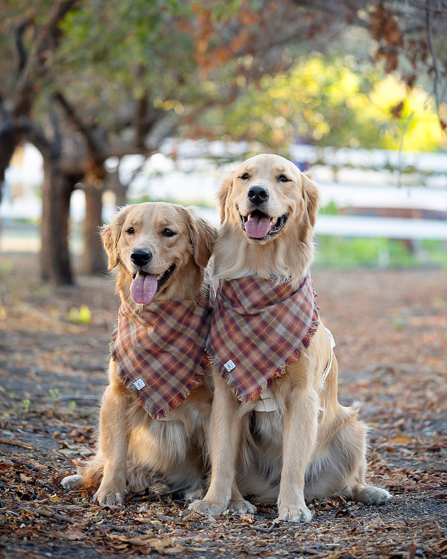 Woodland Whimsy Plaid Frayed Dog Bandana Autumn Fall Dog Bandana Shop Sunny Tails