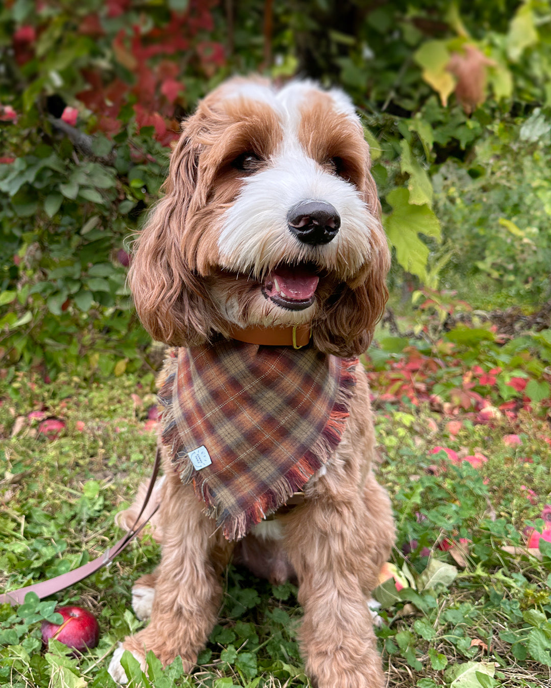 Woodland Wander Plaid Frayed Dog Bandana