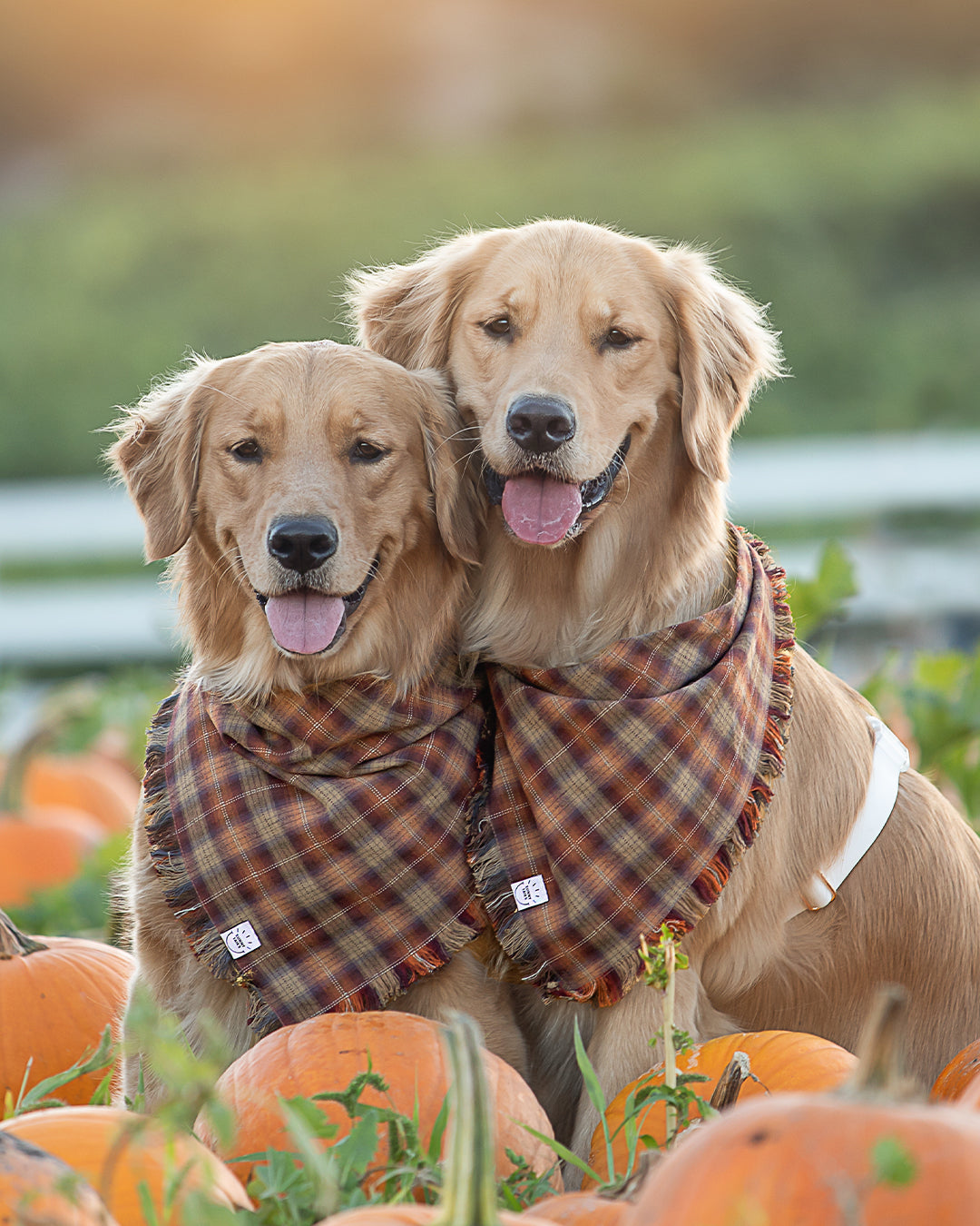 Woodland Wander Plaid Frayed Dog Bandana