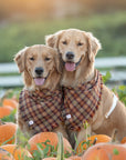 Woodland Wander Plaid Frayed Dog Bandana