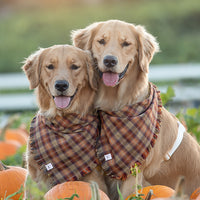 Woodland Wander Plaid Frayed Dog Bandana