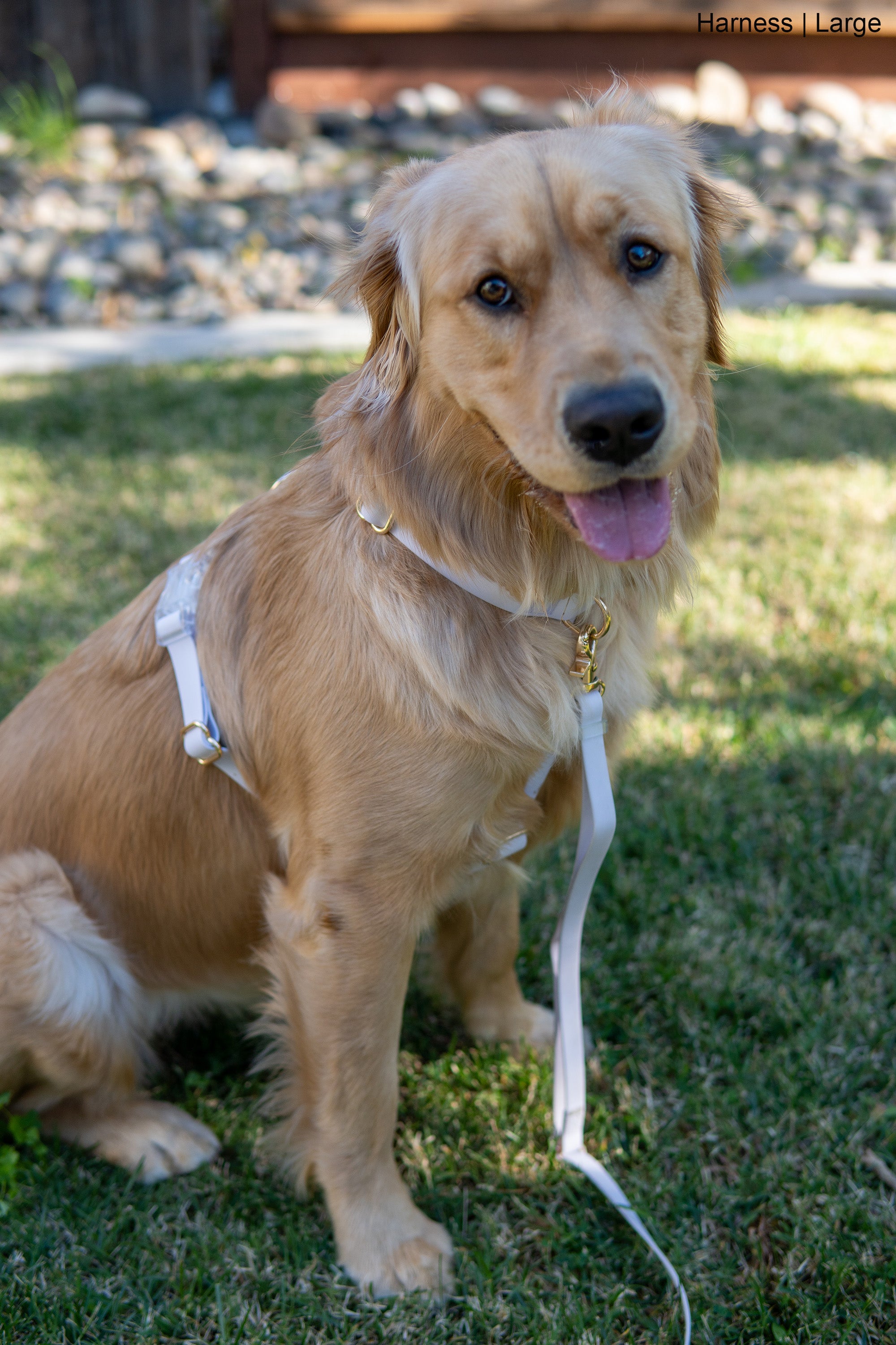 Cloud Lite Dog Harness Bundle