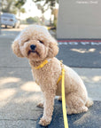 Dandelion Yellow Cloud Lite Dog Harness | Waterproof Dog Harness | No Pull Front Attachment | Available in 3 Sizes