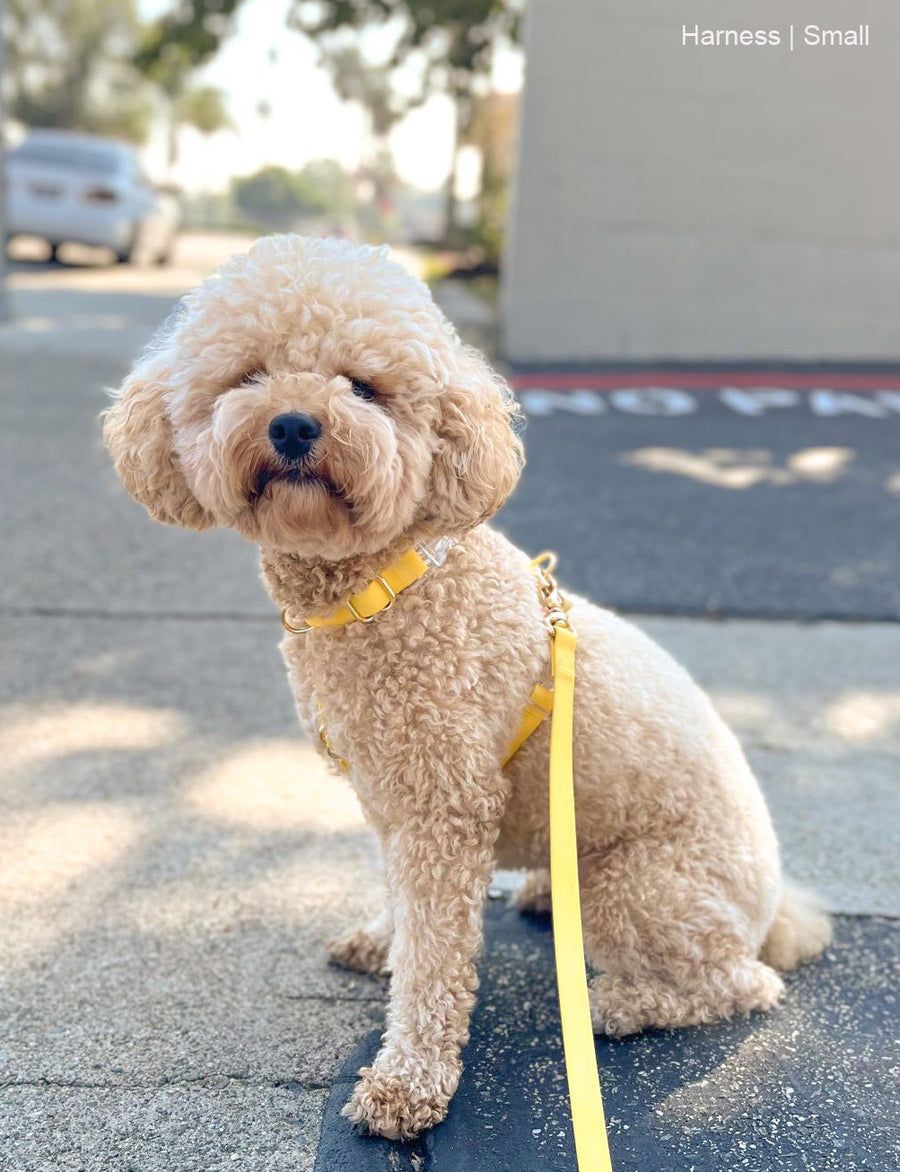 Dandelion Yellow Cloud Lite Dog Harness | Waterproof Dog Harness | No Pull Front Attachment | Available in 3 Sizes