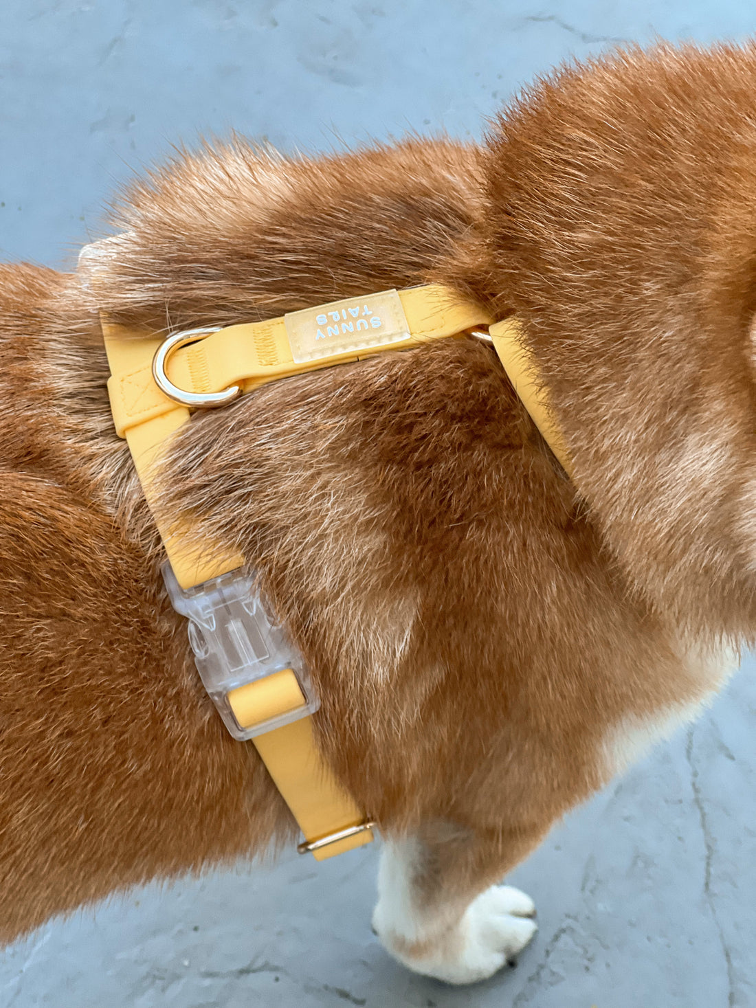 Dandelion Yellow Wide Cloud Lite Dog Harness Bundle 3/4"