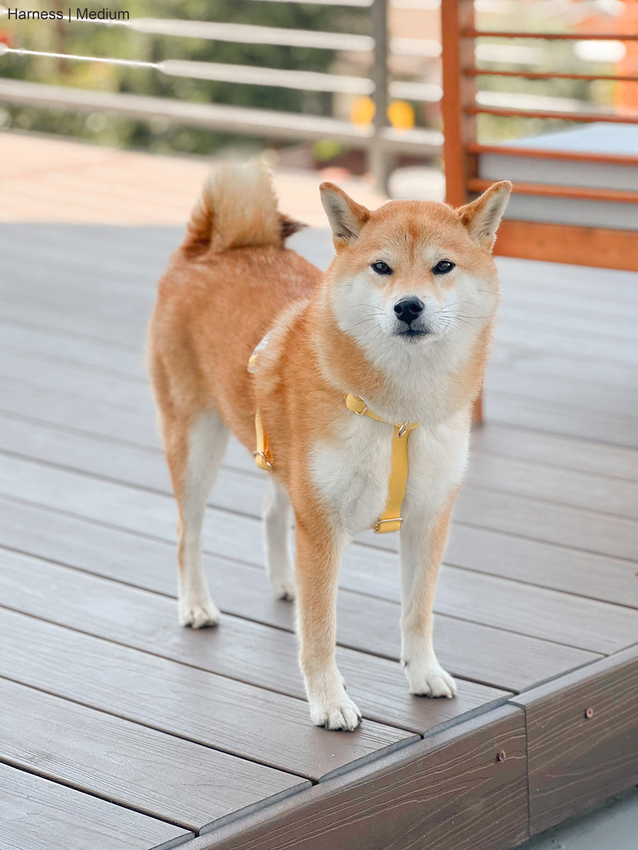 Dandelion Yellow Cloud Lite Dog Harness Bundle