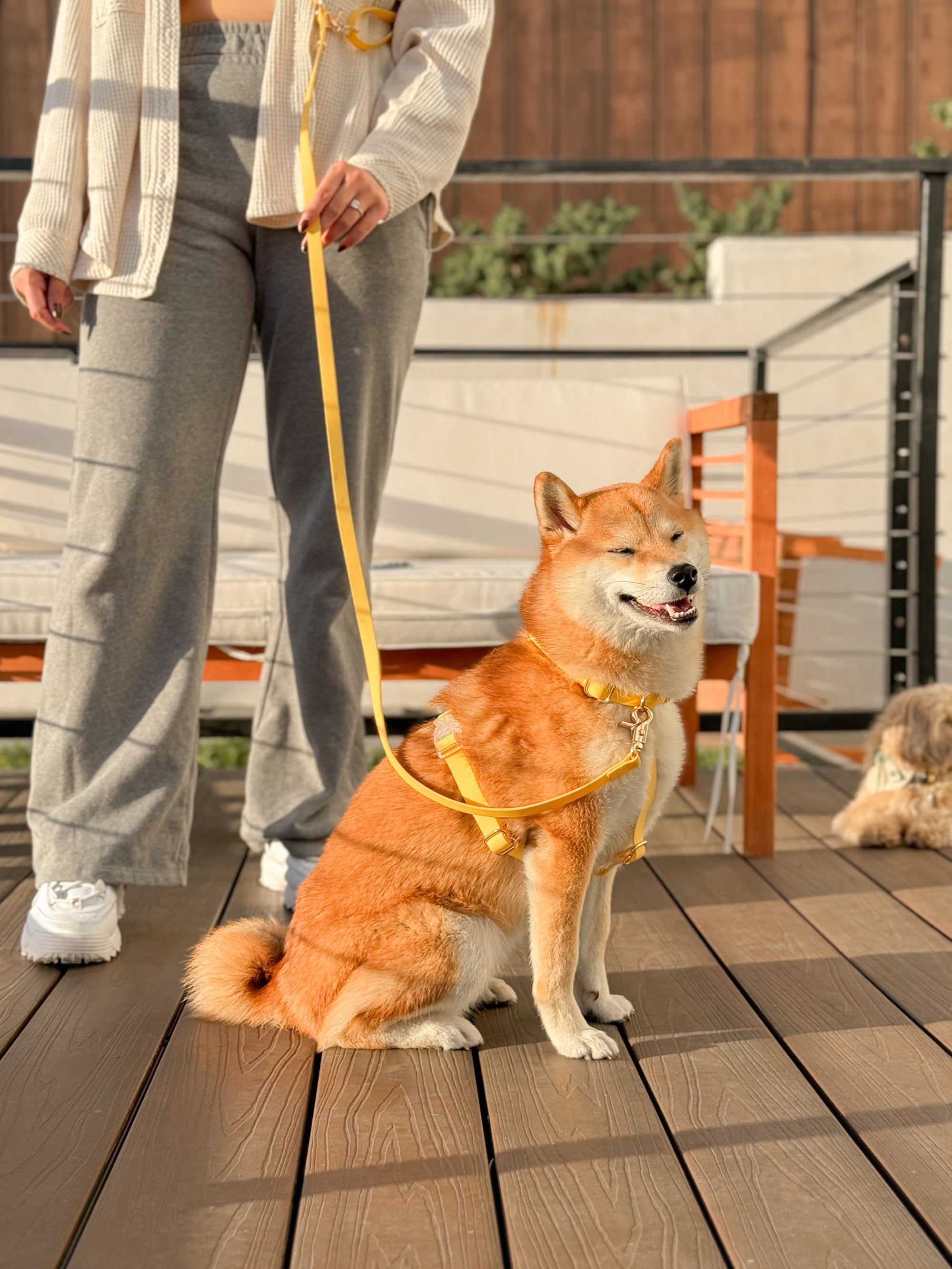 Dandelion Yellow Cloud Lite Dog Harness | Waterproof Dog Harness | No Pull Front Attachment | Available in 3 Sizes