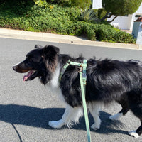 Pistachio Green Wide Cloud Lite Dog Harness Bundle 3/4"