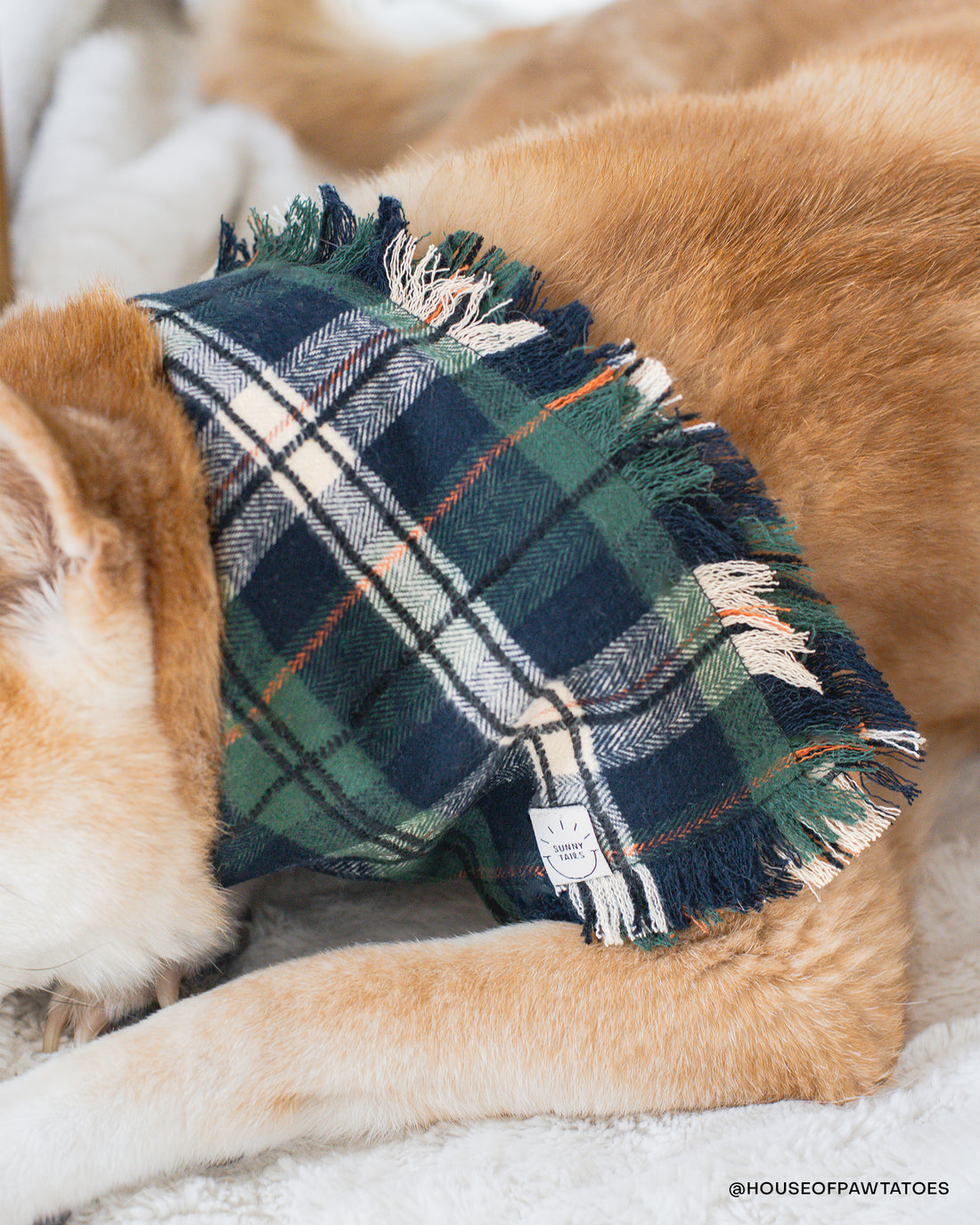 Evergreen Plaid Flannel Frayed Dog Bandana | Green and Blue Plaid Christmas Flannel | Shop Sunny Tails