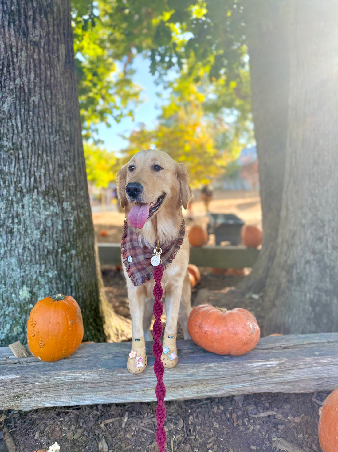 Woodland Wander Plaid Frayed Dog Bandana