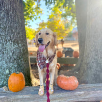 Woodland Wander Plaid Frayed Dog Bandana