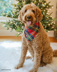 Holiday Cheer Flannel Frayed Dog Bandana | Tartan Red Plaid Christmas Flannel | Shop Sunny Tails