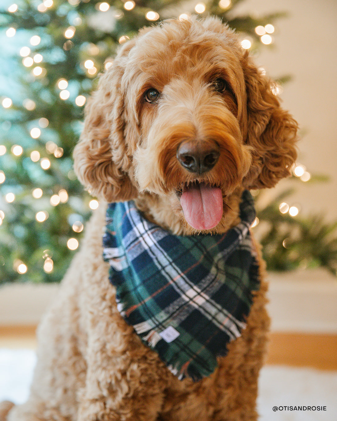 Evergreen Plaid Flannel Frayed Dog Bandana Green and Blue Plaid Christmas Flannel Shop Sunny