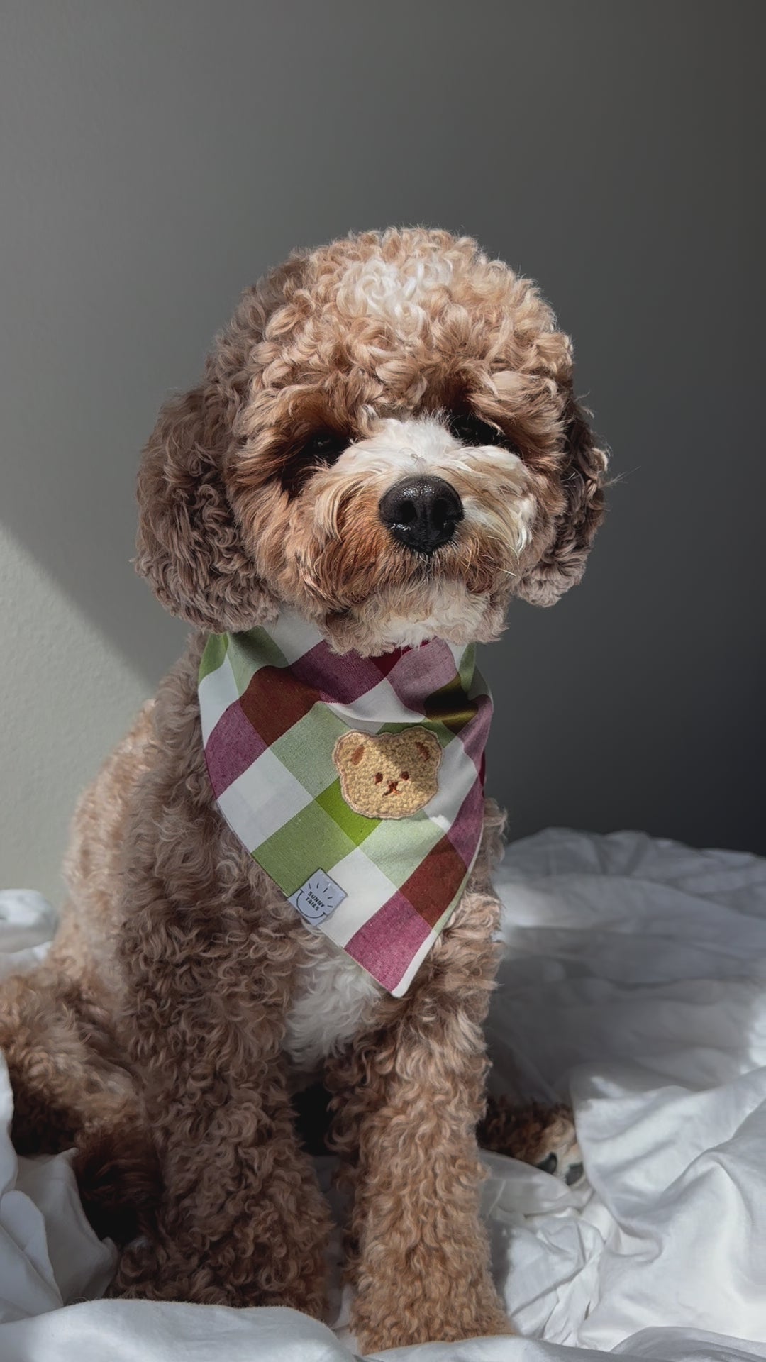 Picnic Plaid Teddy Dog Bandana | Teddy Bear Dog Bandana | Shop Sunny Tails