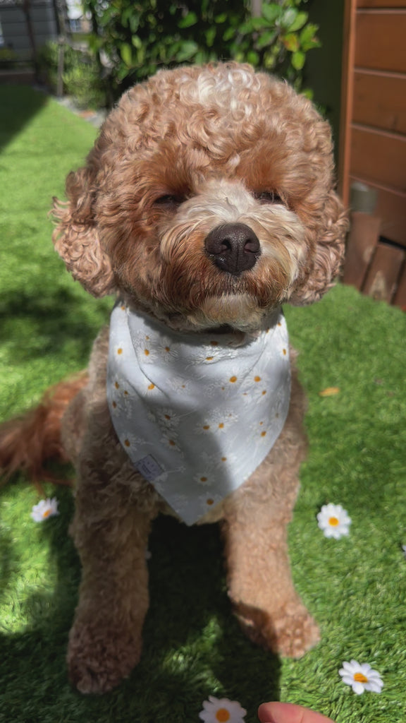 Embroidered Daisies Dog Bandana | Spring Dog Bandana | Shop Sunny Tails