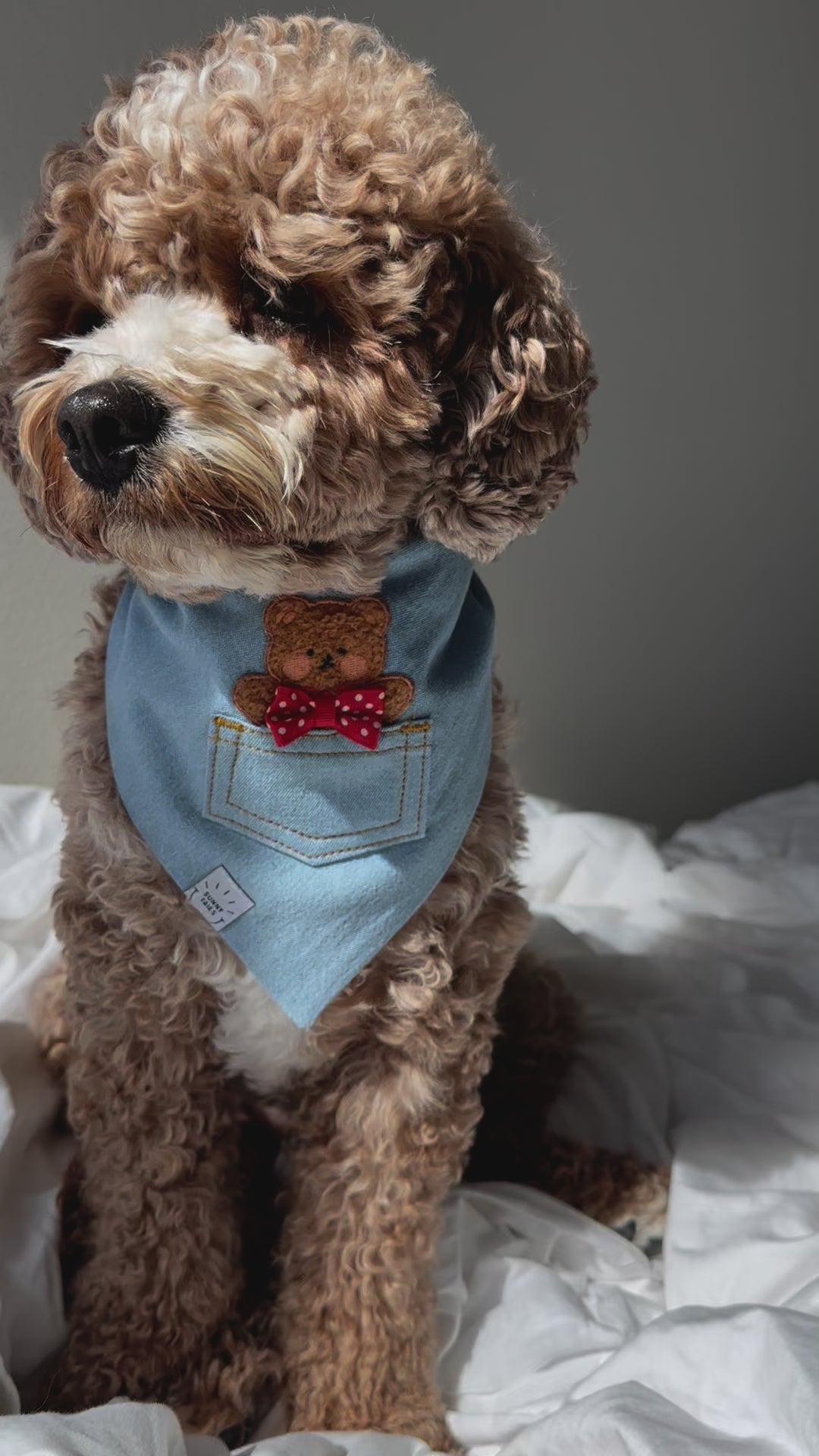 Pocket Teddy Bleached Denim Denim Dog Bandana Beige | Teddy Bear Dog Bandana | Shop Sunny Tails