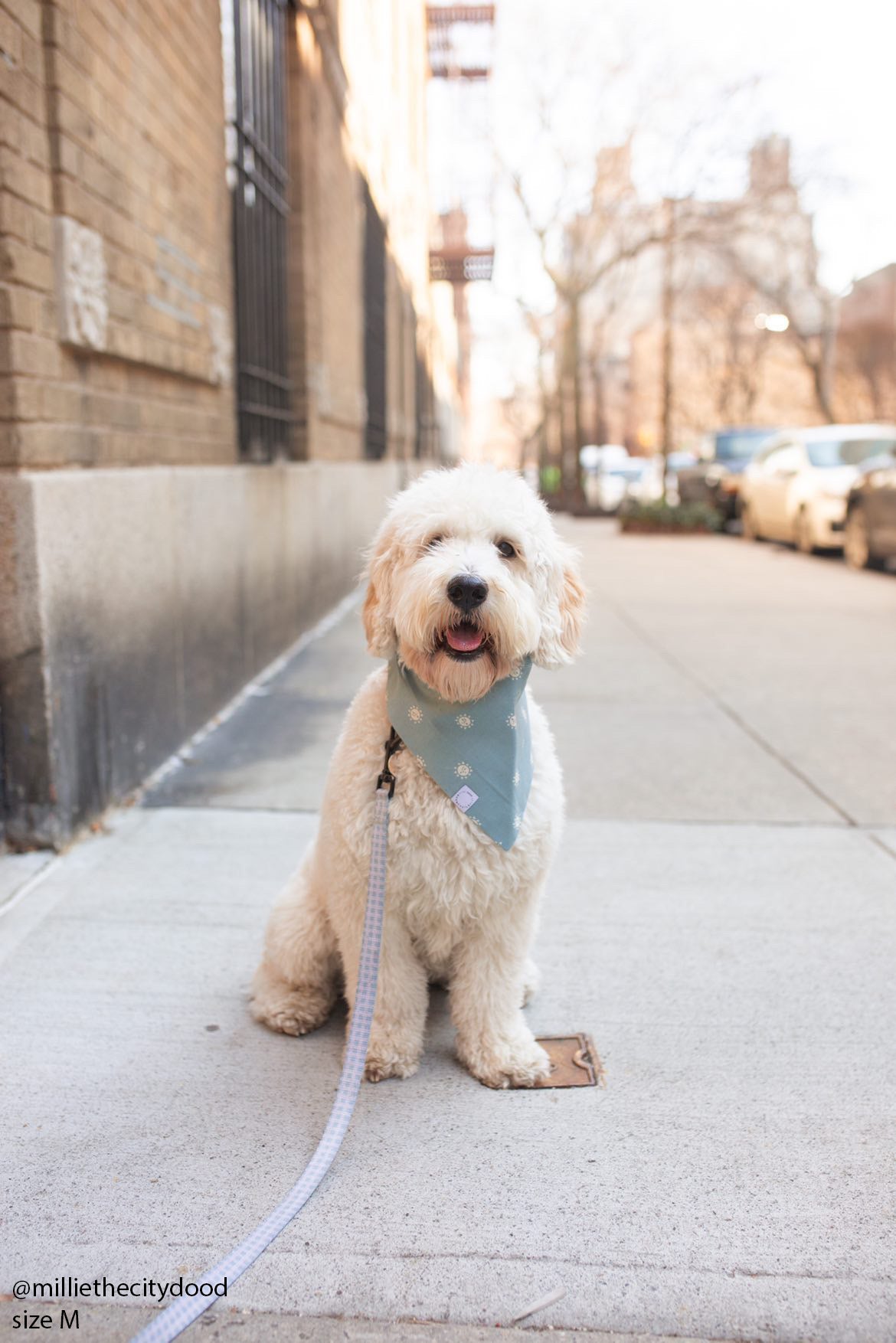 Sunny Mood Dog Bandana - SUNNY TAILS