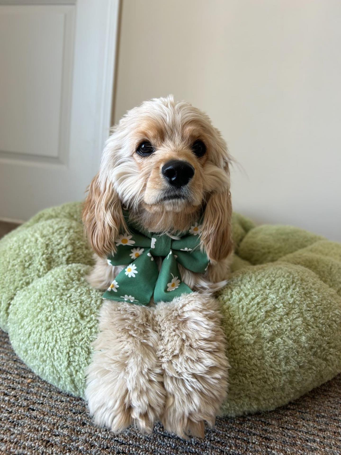 Blooming Daisies Green Dog Sailor Bow - SUNNY TAILS