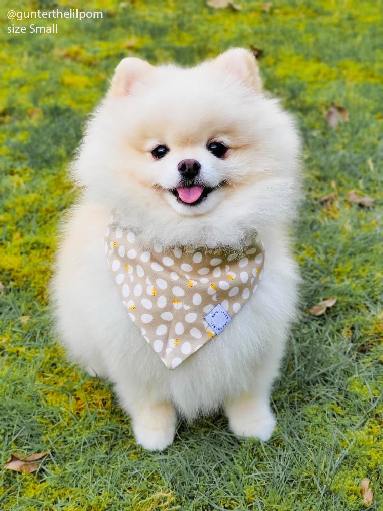 Here For the Chicks Dog Bandana - SUNNY TAILS