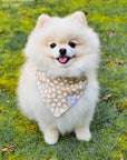 Here For the Chicks Dog Bandana - SUNNY TAILS