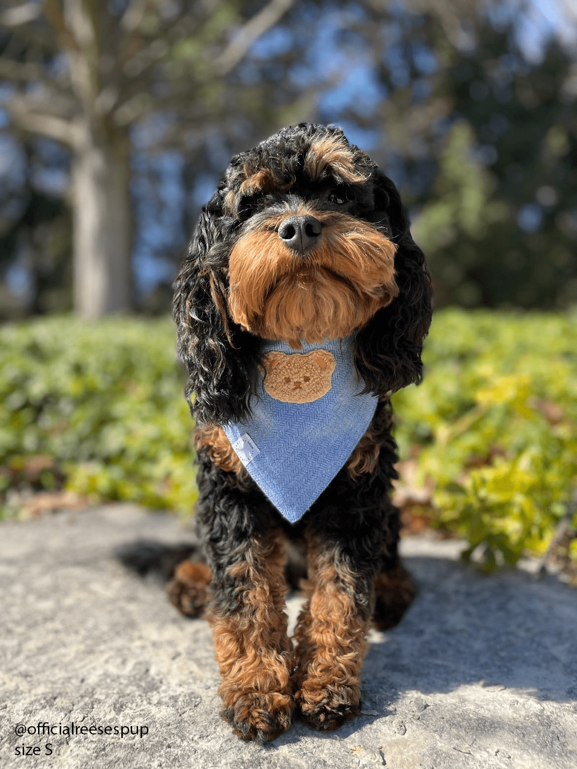Blue Herringbone Flannel Teddy Bear Dog Bandana - SUNNY TAILS