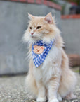 Periwinkle Blue Gingham Teddy Bear Dog Bandana