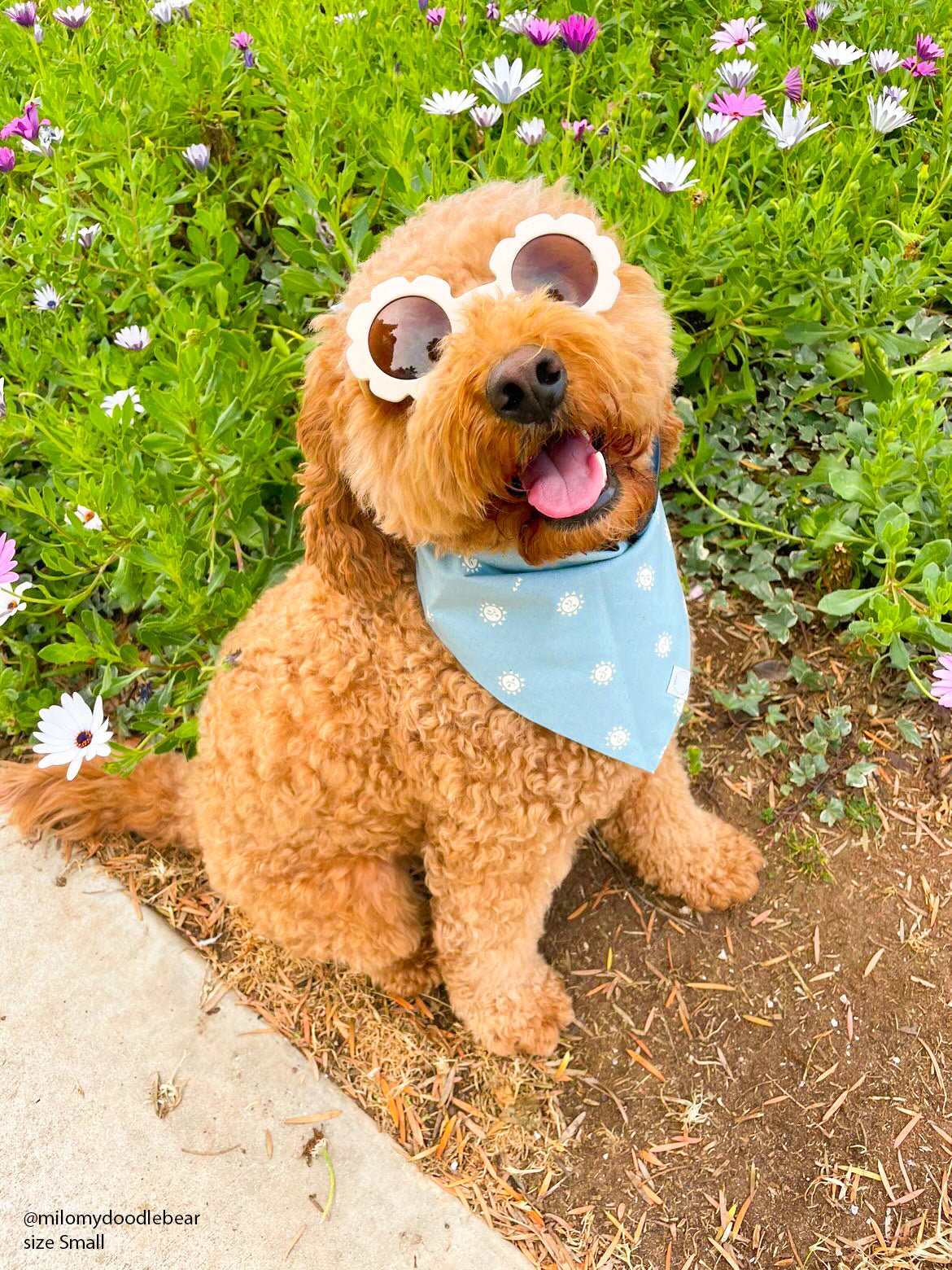 Sunny Mood Dog Bandana - SUNNY TAILS