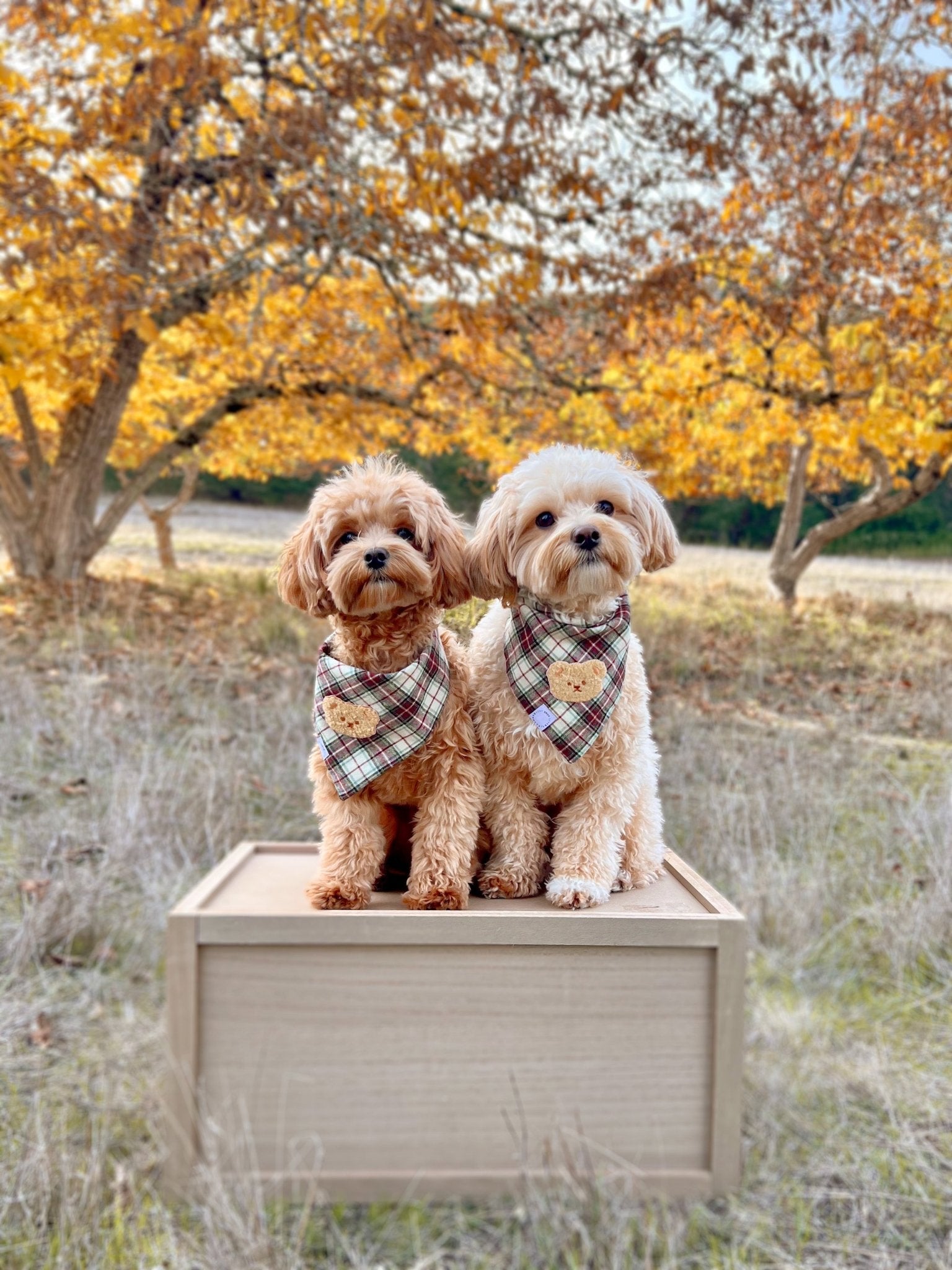 Holly Jolly Plaid Teddy Dog Bandana - SUNNY TAILS