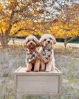 Holly Jolly Plaid Teddy Dog Bandana - SUNNY TAILS