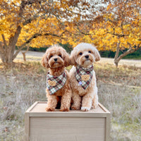 Holly Jolly Plaid Teddy Dog Bandana