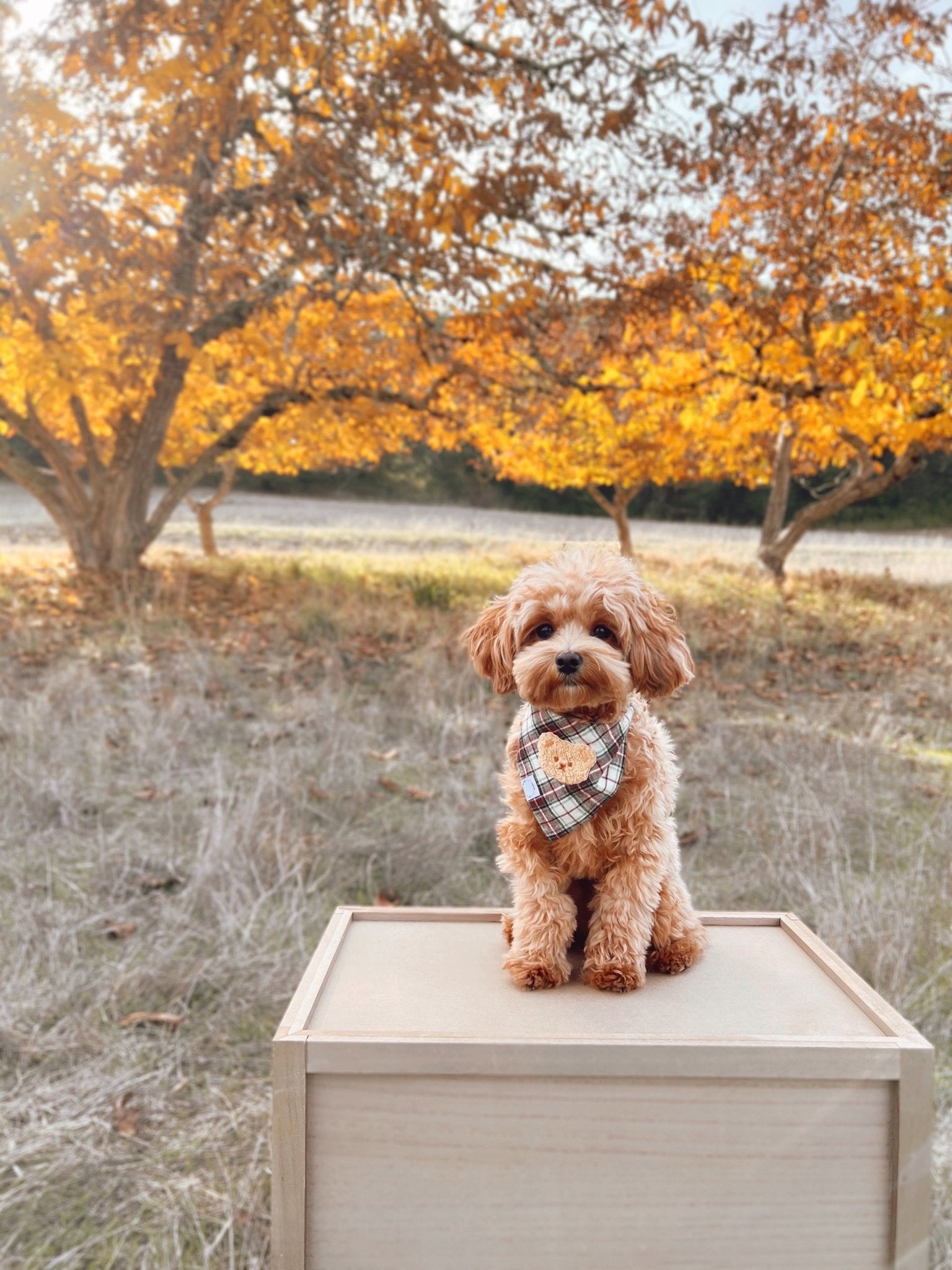 Holly Jolly Plaid Teddy Dog Bandana - SUNNY TAILS