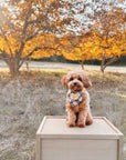 Holly Jolly Plaid Teddy Dog Bandana - SUNNY TAILS