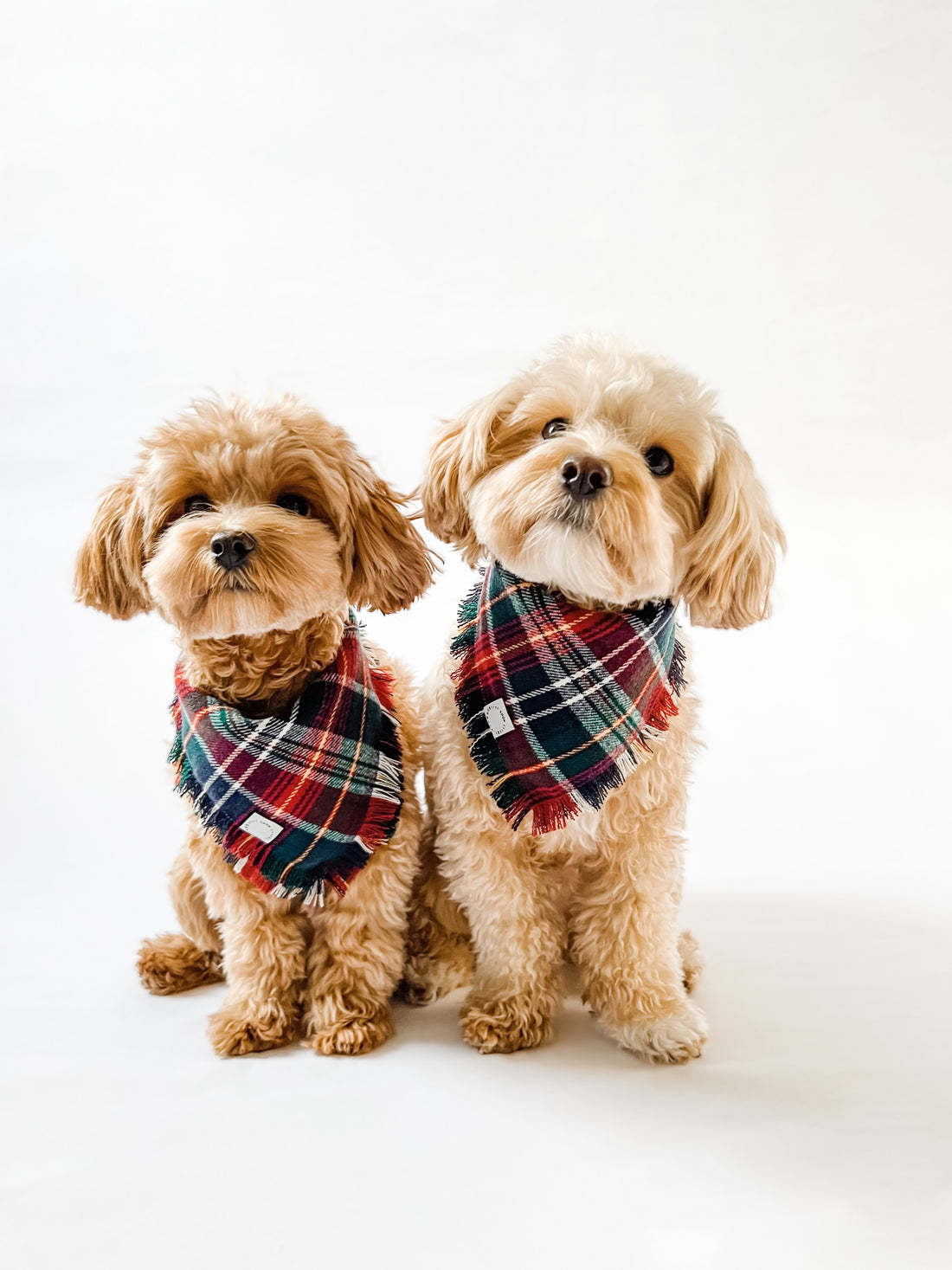 Happy Holidays Plaid Flannel Frayed Dog Bandana | Red, Green, Tartan Plaid Christmas Flannel | Shop Sunny Tails