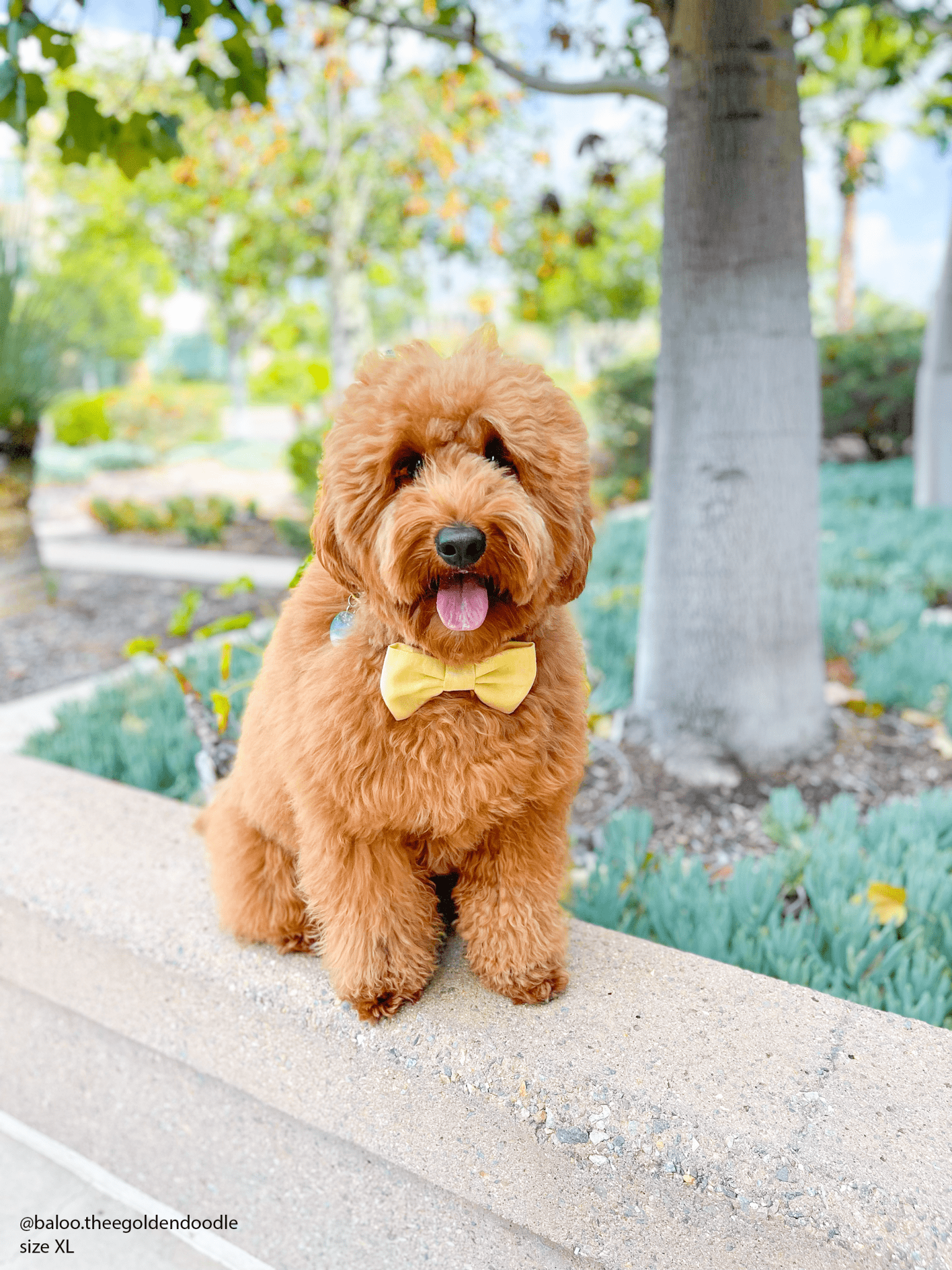 Yuzu Yellow Linen Dog Bow Tie - SUNNY TAILS