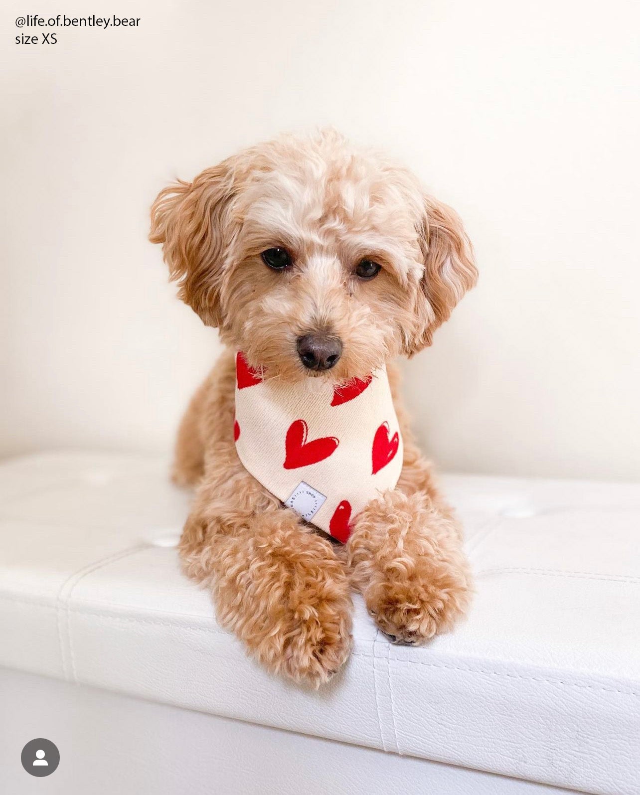 Be My Valentine Corduroy Dog Bandana