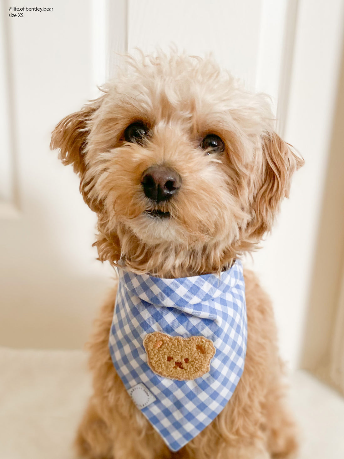 Periwinkle Blue Gingham Teddy Bear Dog Bandana