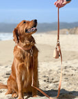 Chai Brown Convertible Hands Free Cloud Dog Leash | Multifunctional, Waterproof, and Lightweight Dog Leash | Shop Sunny Tails