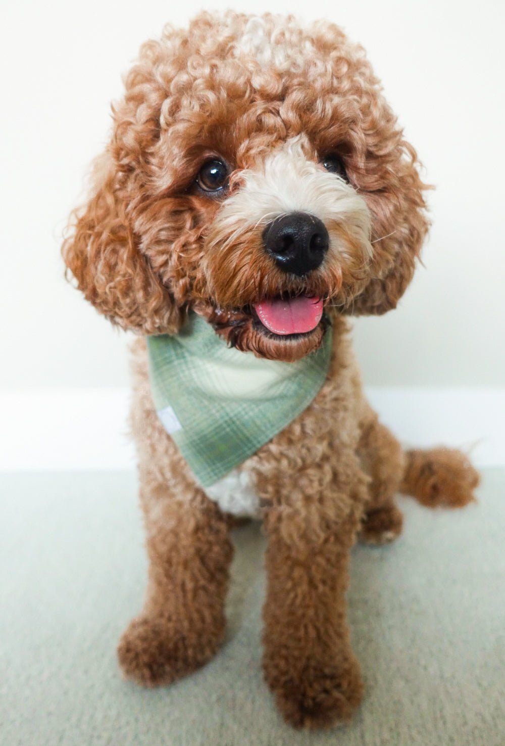 Moss Green Flannel Dog Bandana - SUNNY TAILS