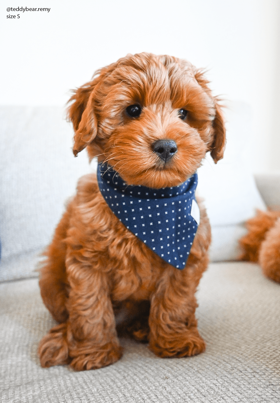 Classic Navy Dog Bandana - SUNNY TAILS