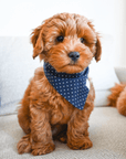 Classic Navy Dog Bandana - SUNNY TAILS