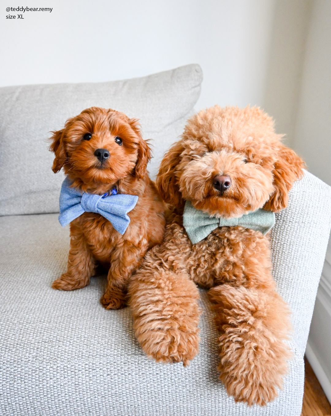 Basil Herringbone Dog Bow Tie | Dog Bow Tie | Shop Sunny Tails