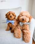 Basil Herringbone Flannel Dog Bow Tie - SUNNY TAILS