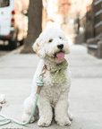 Olive Eyelet Sailor Dog Bow Tie - SUNNY TAILS