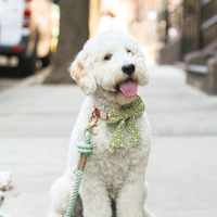 Olive Eyelet Sailor Dog Bow Tie