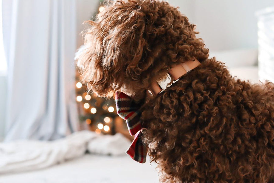 Chai Brown Waterproof Dog Collar | Brown Taupe Quick Release Collar | Available in 3 Sizes | Durable Dog Collars | Shop Sunny Tails